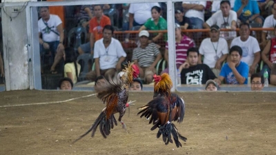 Cách chơi đá gà cựa dao philippines cho kê thủ